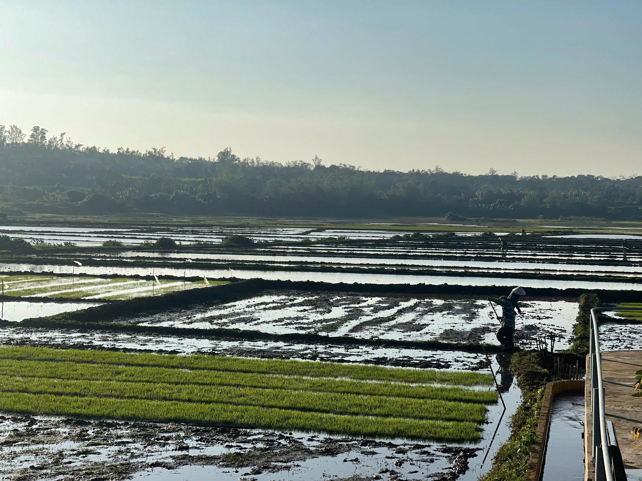 Những thửa ruộng vào vụ mới, phản chiếu ánh nắng đầu năm trên cánh đồng Quảng Trị.