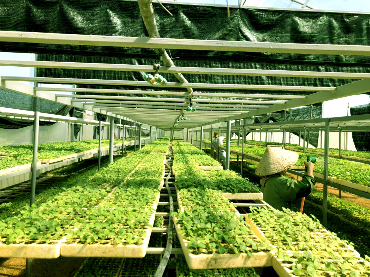 Công nhân đang chăm sóc cây giống trong vườn ươm giống dược liệu của công ty An Xuân.