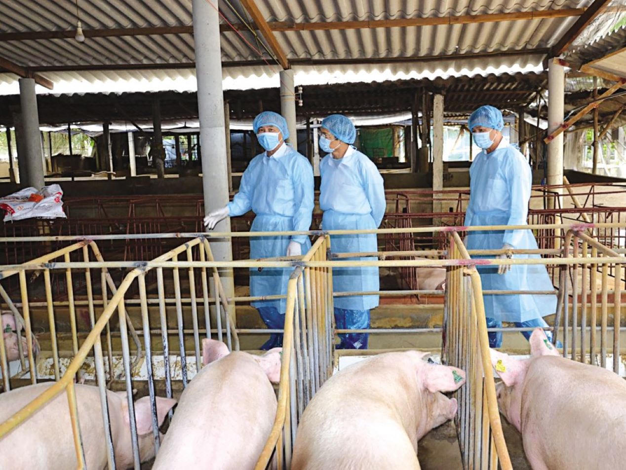 Đắk Lắk: Đề nghị rà soát, xử lý nghiêm các cơ sở chăn nuôi đã hoạt động nhưng chưa đầy đủ hồ sơ