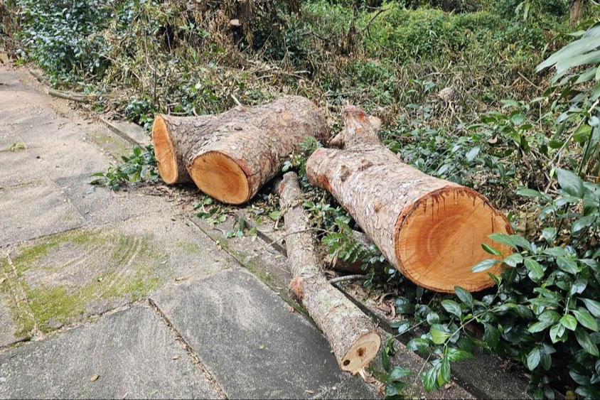 Vụ đốn hạ cây xanh tại hồ Nước Ngọt: Chuyển hồ sơ sang cơ quan điều tra