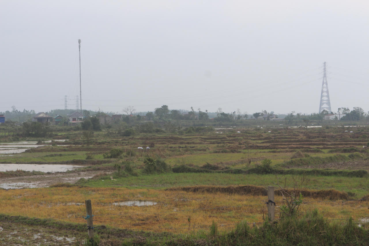 Một thửa ruộng có diện tích khoảng 100m² được cho là có dấu hiệu phun thuốc diệt cỏ.