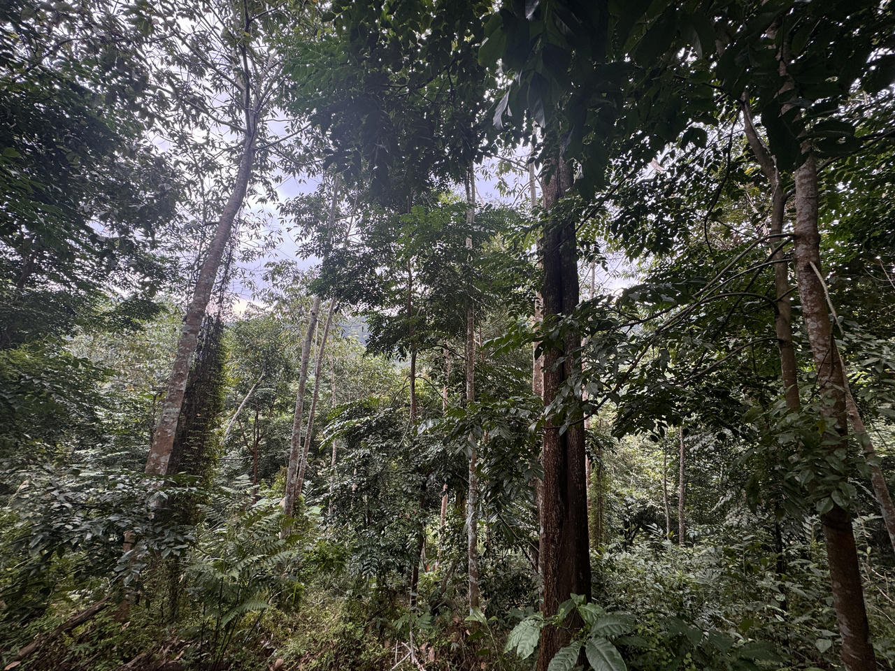 Trồng rừng không thể chỉ dừng lại ở việc trồng cây
