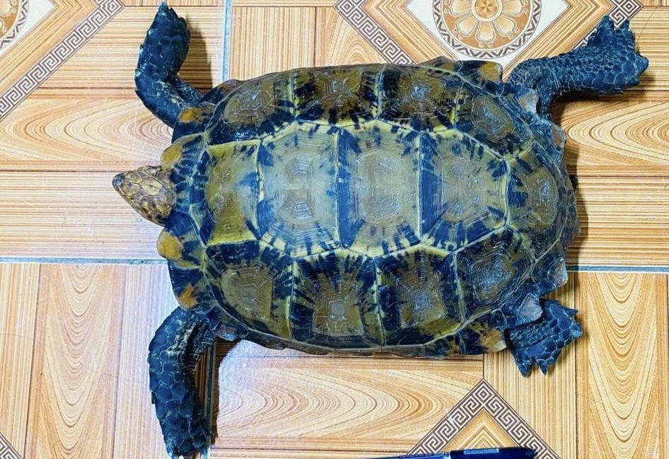 Phát hiện rùa núi viền quý hiếm khi đang làm đồng