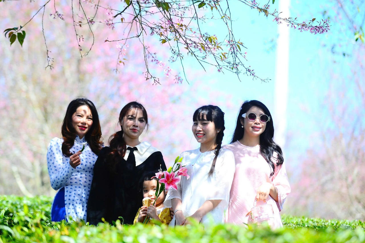 Lễ hội hoa Mai anh đào – Đà Lạt xuân 2026 có gì hấp dẫn?