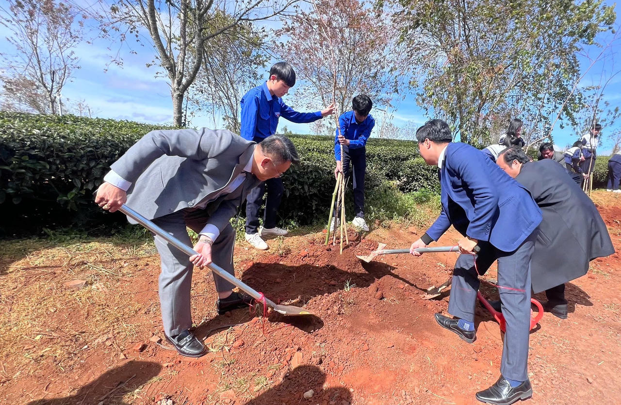 Lâm Đồng: Kiến tạo sắc xuân Mai anh đào trên đồi chè Cầu Đất trăm tuổi