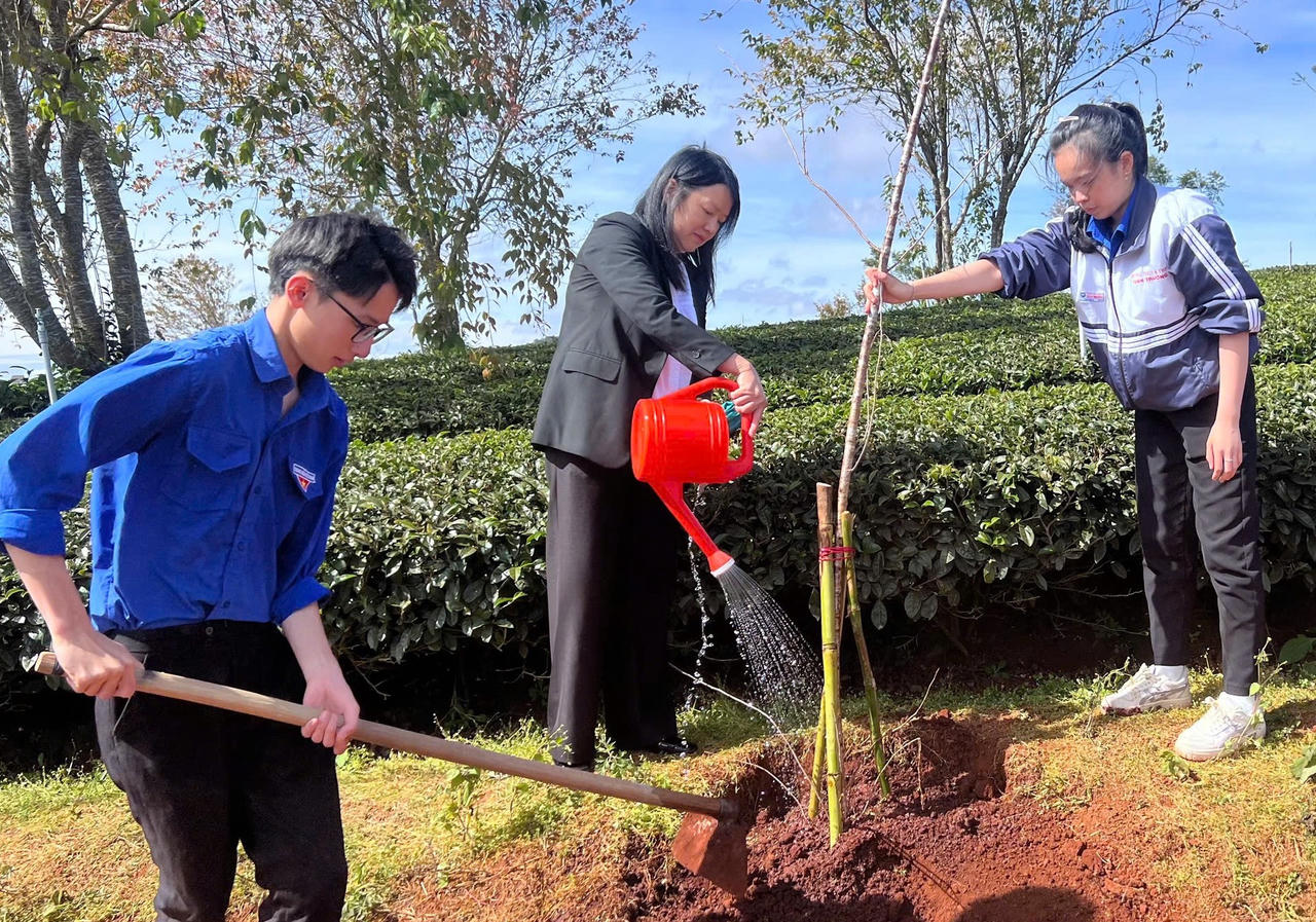 Lâm Đồng: Kiến tạo sắc xuân Mai anh đào trên đồi chè Cầu Đất trăm tuổi