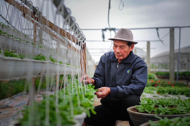 Quảng Trị: Làng hoa An Lạc tất bật vào vụ Tết