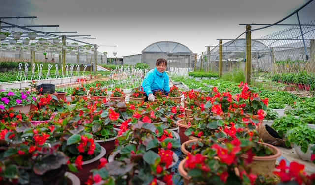 Quảng Trị: Làng hoa An Lạc tất bật vào vụ Tết