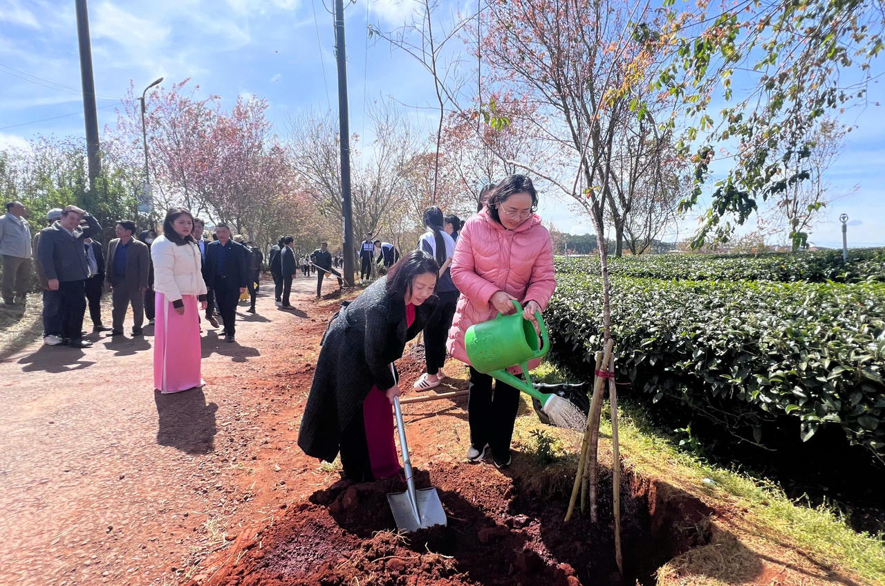 Lâm Đồng: Kiến tạo sắc xuân Mai anh đào trên đồi chè Cầu Đất trăm tuổi