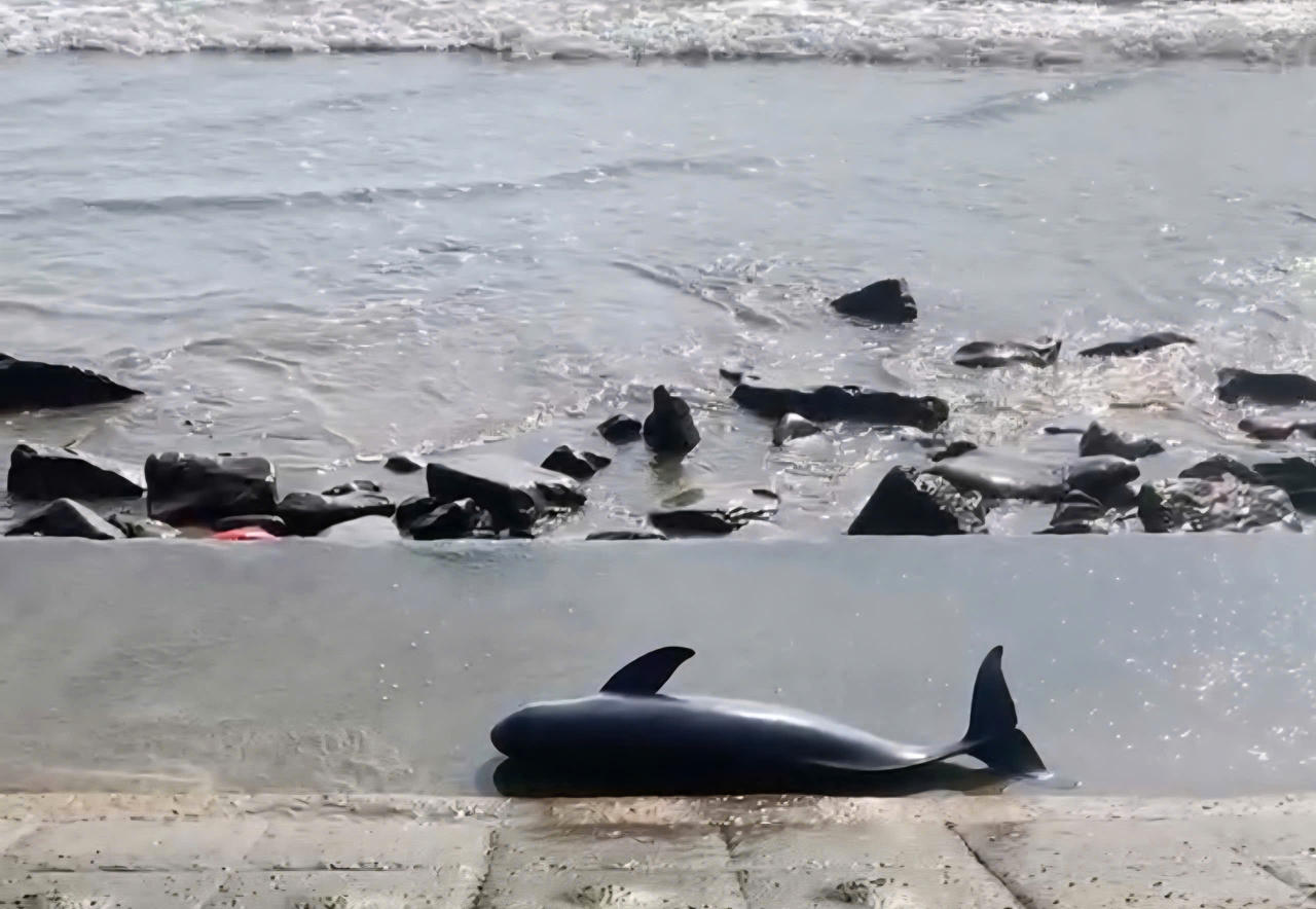 Phát hiện xác cá voi trôi dạt vào bờ biển ở Quảng Trị