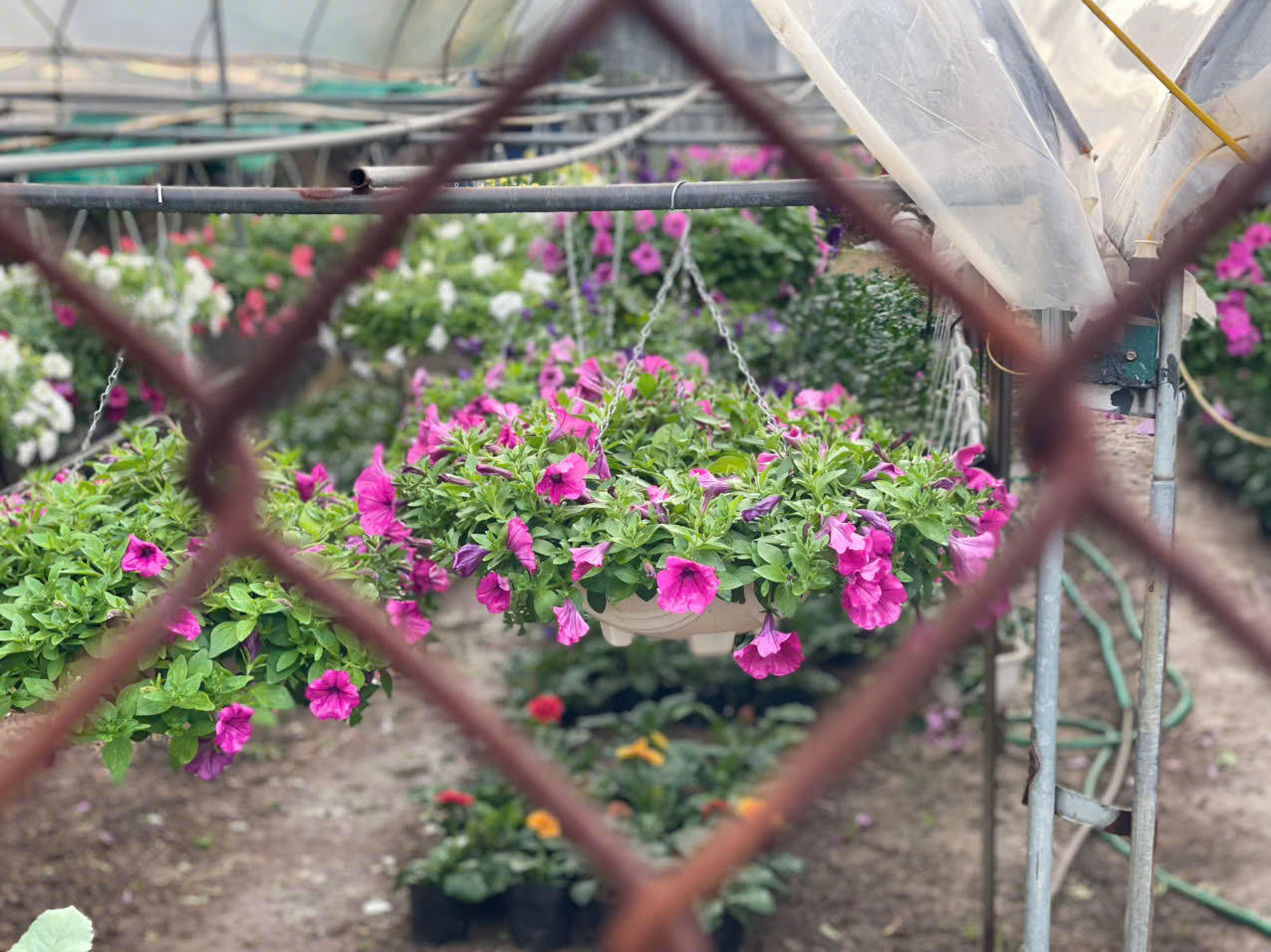 Đồng Chè (Hoành Bồ): Điểm đến của tín đồ yêu hoa tại Quảng Ninh