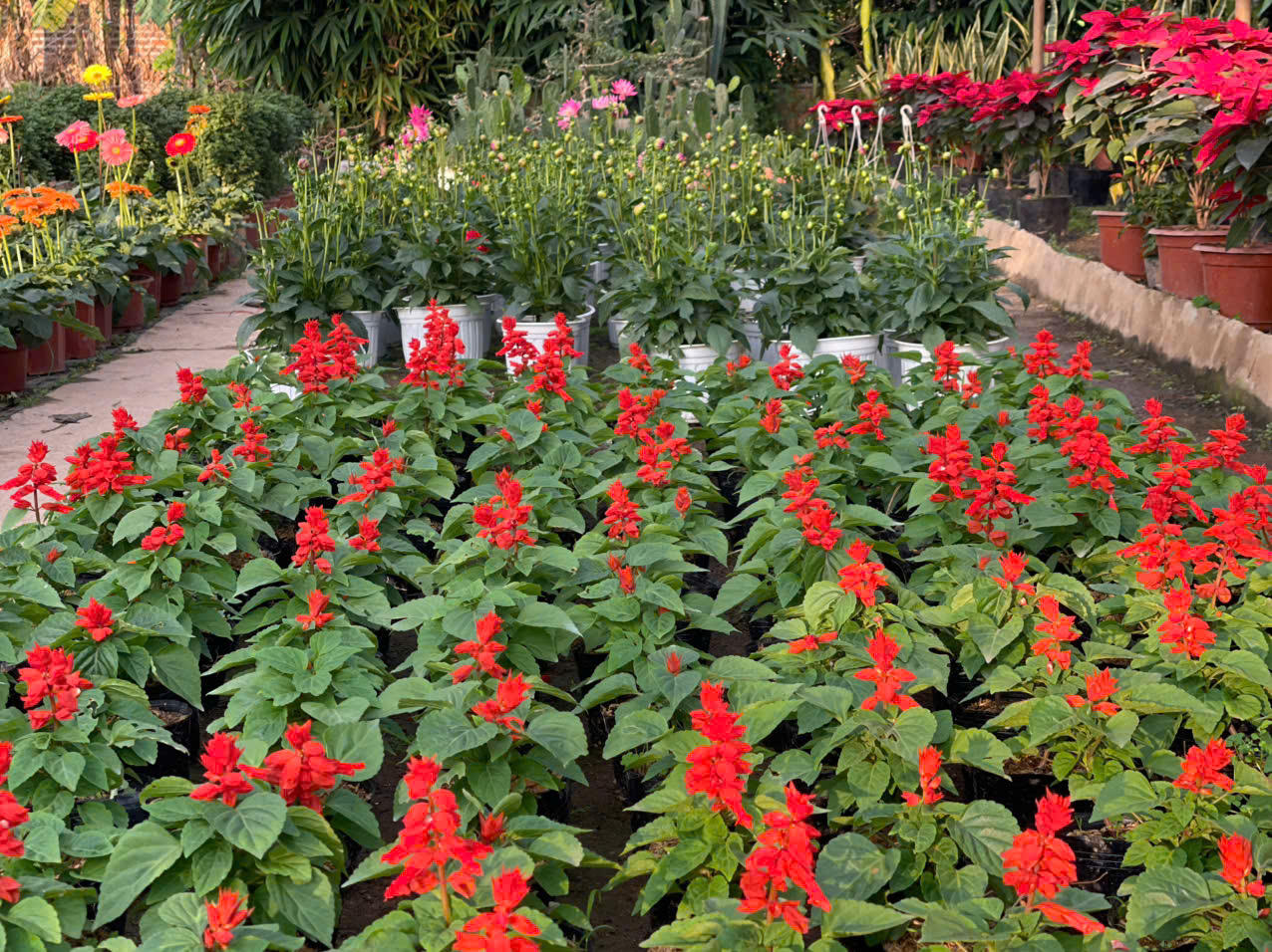 Đồng Chè (Hoành Bồ): Điểm đến của tín đồ yêu hoa tại Quảng Ninh