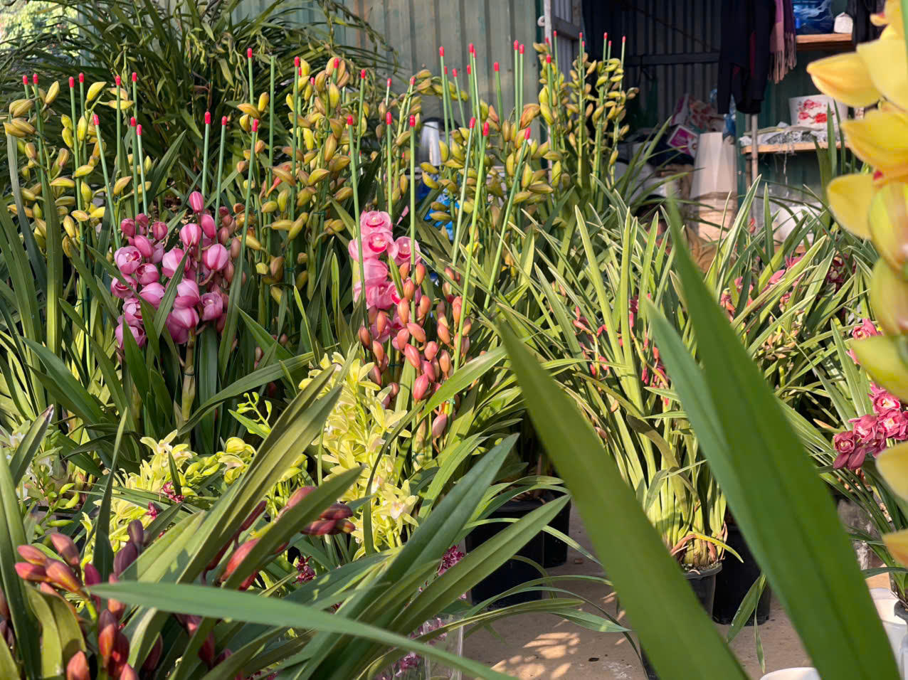 Đồng Chè (Hoành Bồ): Điểm đến của tín đồ yêu hoa tại Quảng Ninh