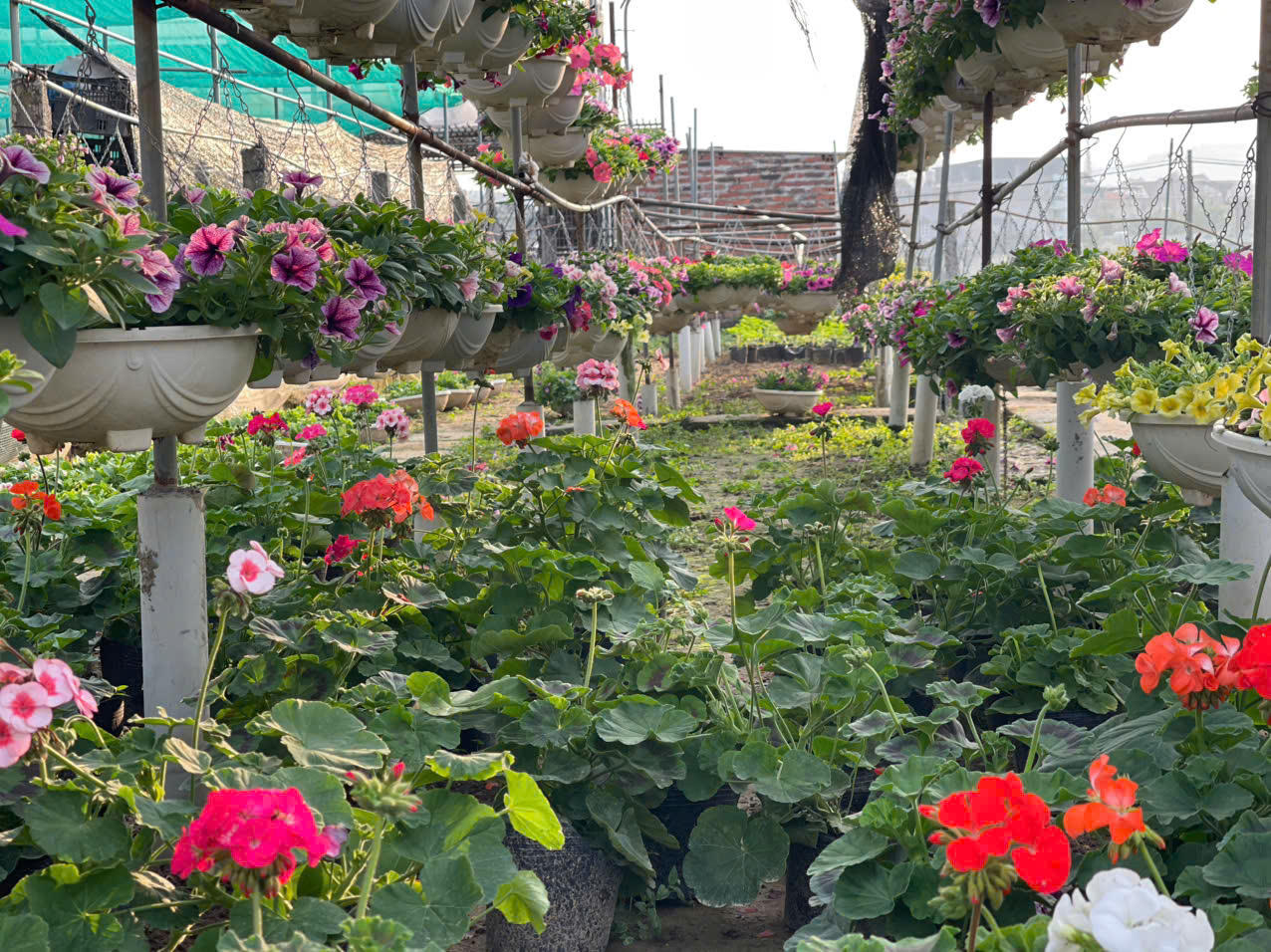 Đồng Chè (Hoành Bồ): Điểm đến của tín đồ yêu hoa tại Quảng Ninh