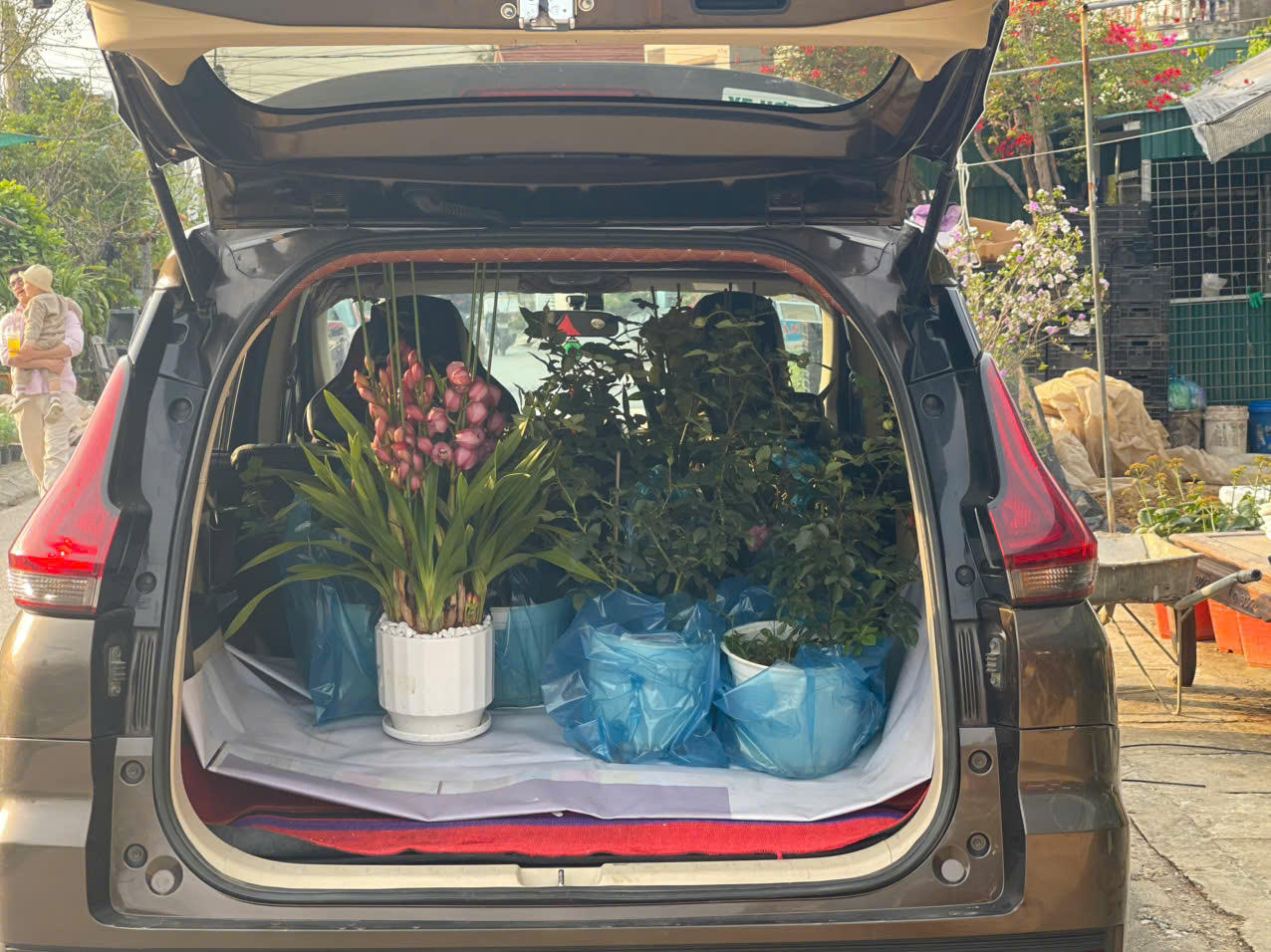 Đồng Chè (Hoành Bồ): Điểm đến của tín đồ yêu hoa tại Quảng Ninh