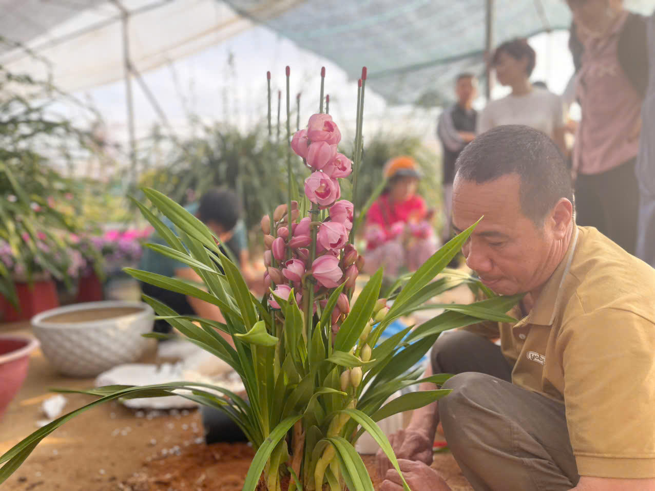 Đồng Chè (Hoành Bồ): Điểm đến của tín đồ yêu hoa tại Quảng Ninh