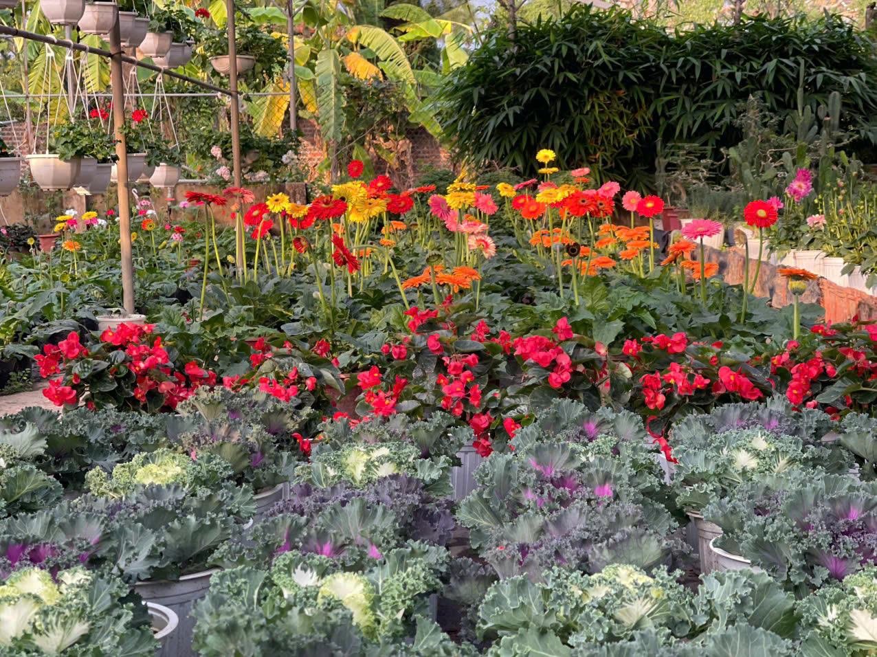 Đồng Chè (Hoành Bồ): Điểm đến của tín đồ yêu hoa tại Quảng Ninh