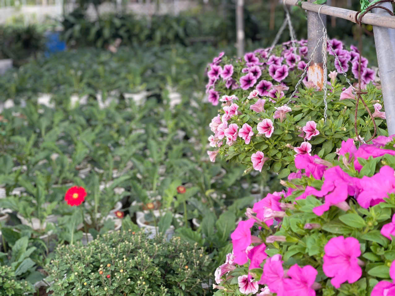 Đồng Chè (Hoành Bồ): Điểm đến của tín đồ yêu hoa tại Quảng Ninh