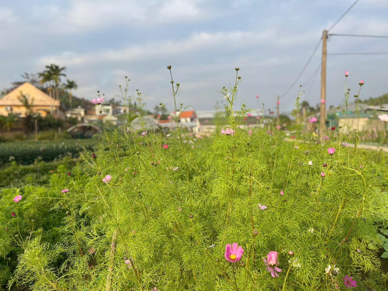 Đồng Chè (Hoành Bồ): Điểm đến của tín đồ yêu hoa tại Quảng Ninh