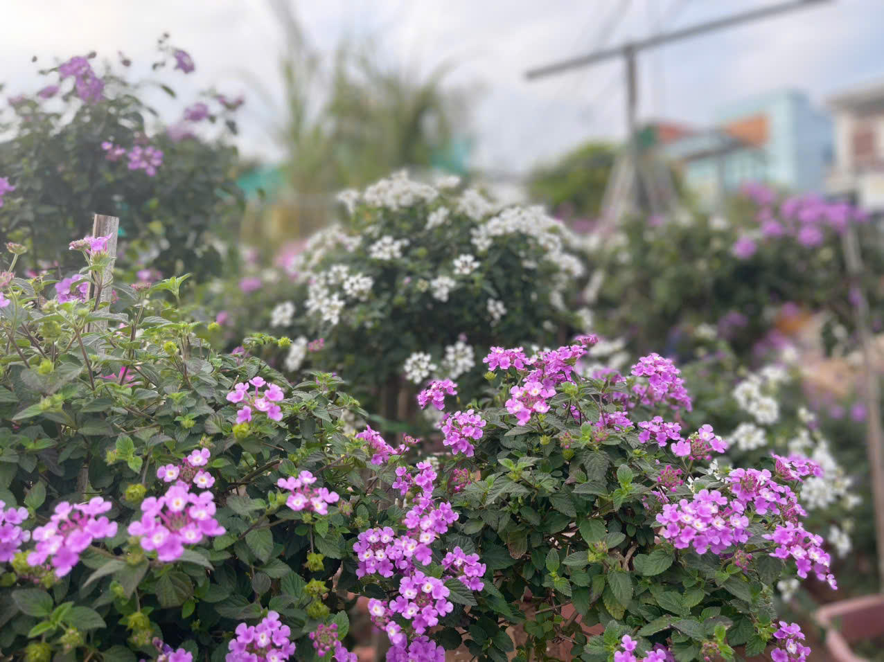 Đồng Chè (Hoành Bồ): Điểm đến của tín đồ yêu hoa tại Quảng Ninh