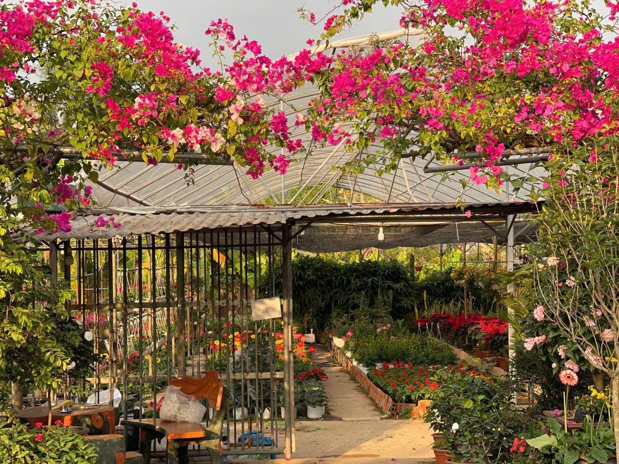 Đồng Chè (Hoành Bồ): Điểm đến của tín đồ yêu hoa tại Quảng Ninh