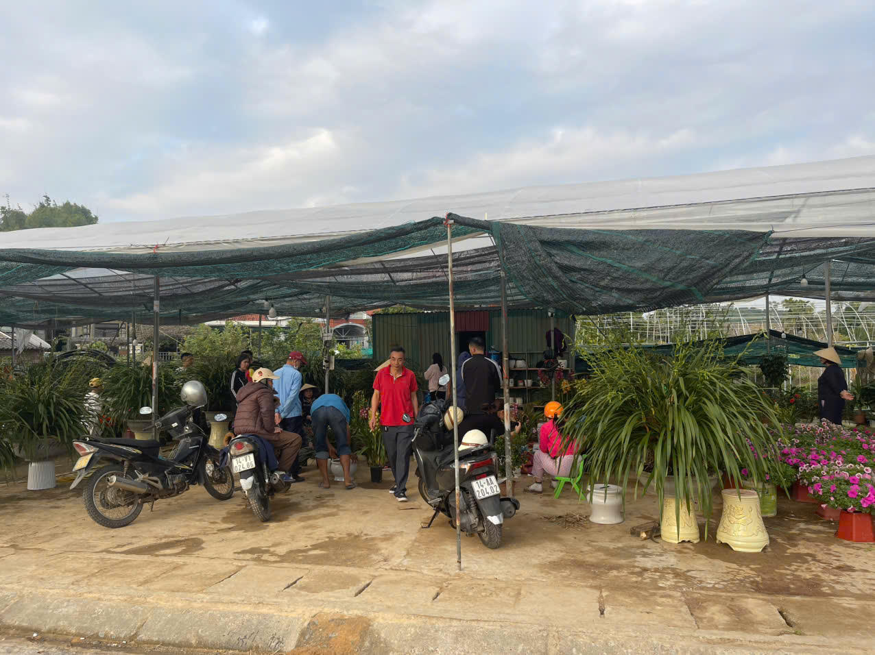 Đồng Chè (Hoành Bồ): Điểm đến của tín đồ yêu hoa tại Quảng Ninh