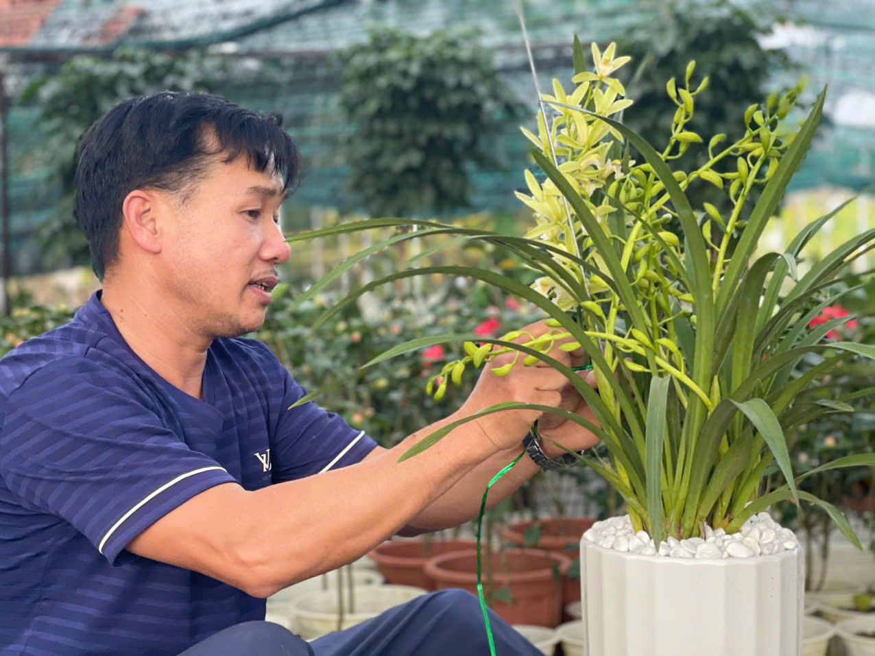 Đồng Chè (Hoành Bồ): Điểm đến của tín đồ yêu hoa tại Quảng Ninh