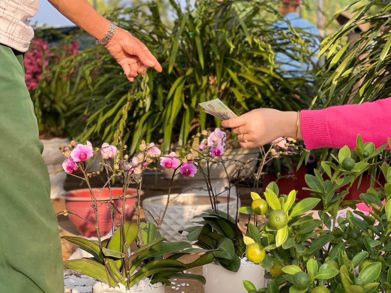 Đồng Chè (Hoành Bồ): Điểm đến của tín đồ yêu hoa tại Quảng Ninh