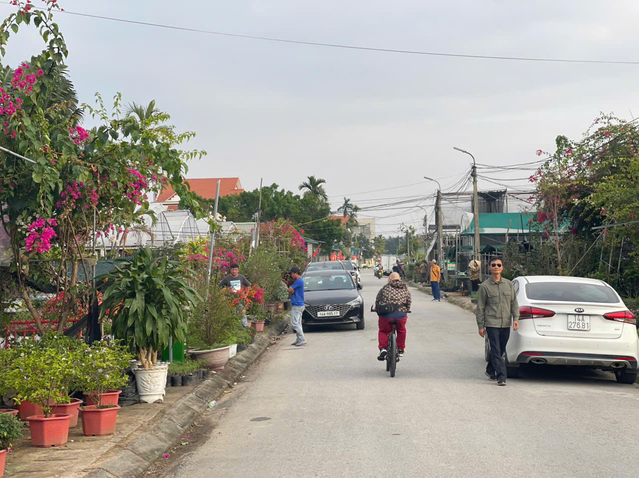 Đồng Chè (Hoành Bồ): Điểm đến của tín đồ yêu hoa tại Quảng Ninh