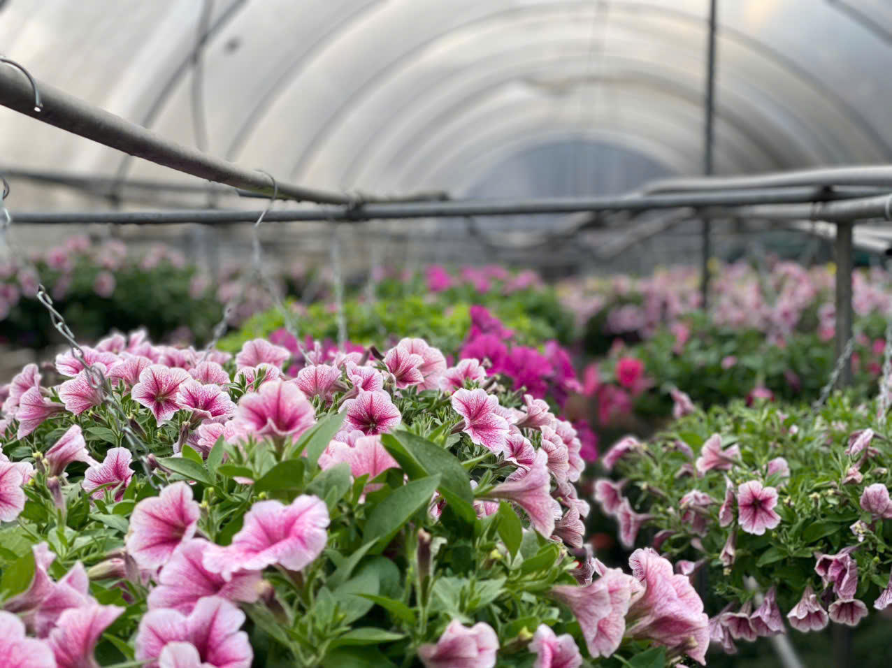 Đồng Chè (Hoành Bồ): Điểm đến của tín đồ yêu hoa tại Quảng Ninh