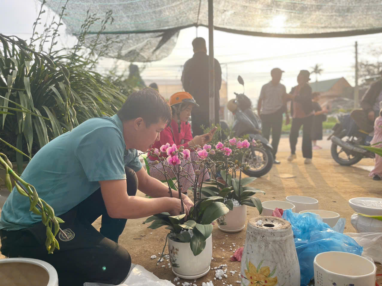 Đồng Chè (Hoành Bồ): Điểm đến của tín đồ yêu hoa tại Quảng Ninh