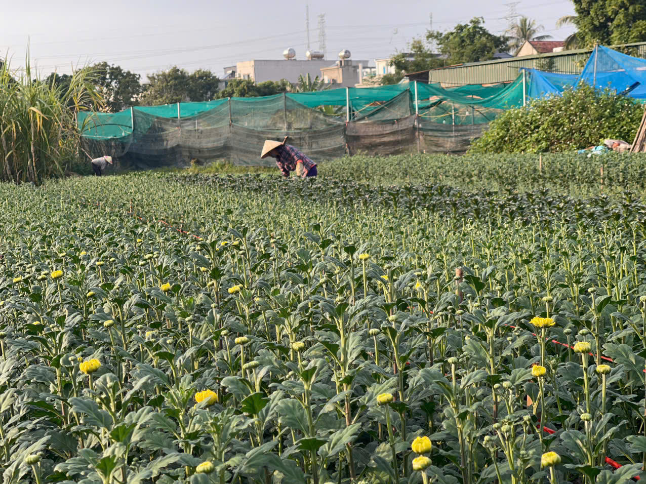 Đồng Chè (Hoành Bồ): Điểm đến của tín đồ yêu hoa tại Quảng Ninh
