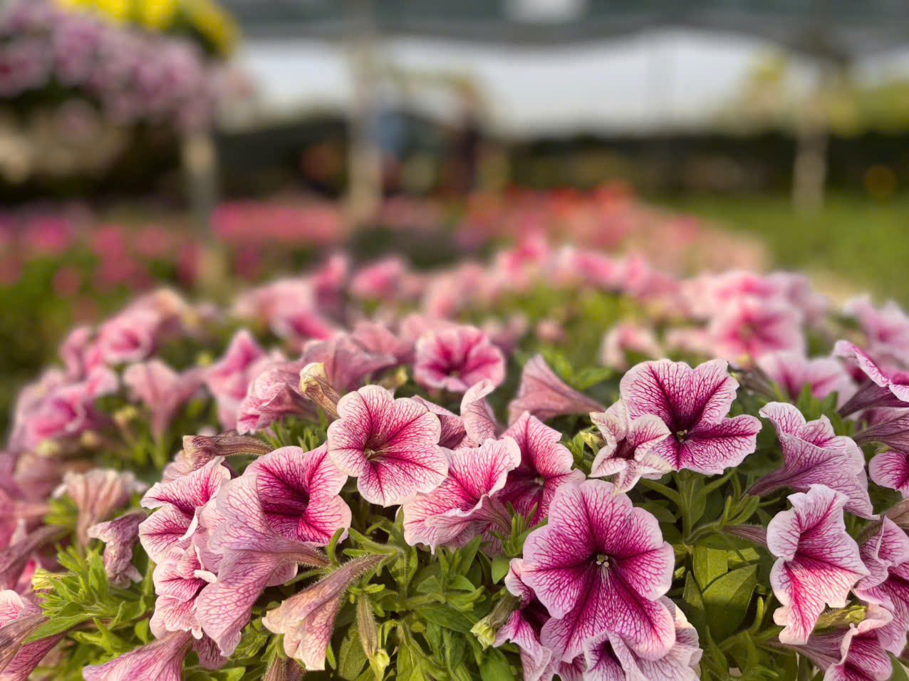 Đồng Chè (Hoành Bồ): Điểm đến của tín đồ yêu hoa tại Quảng Ninh