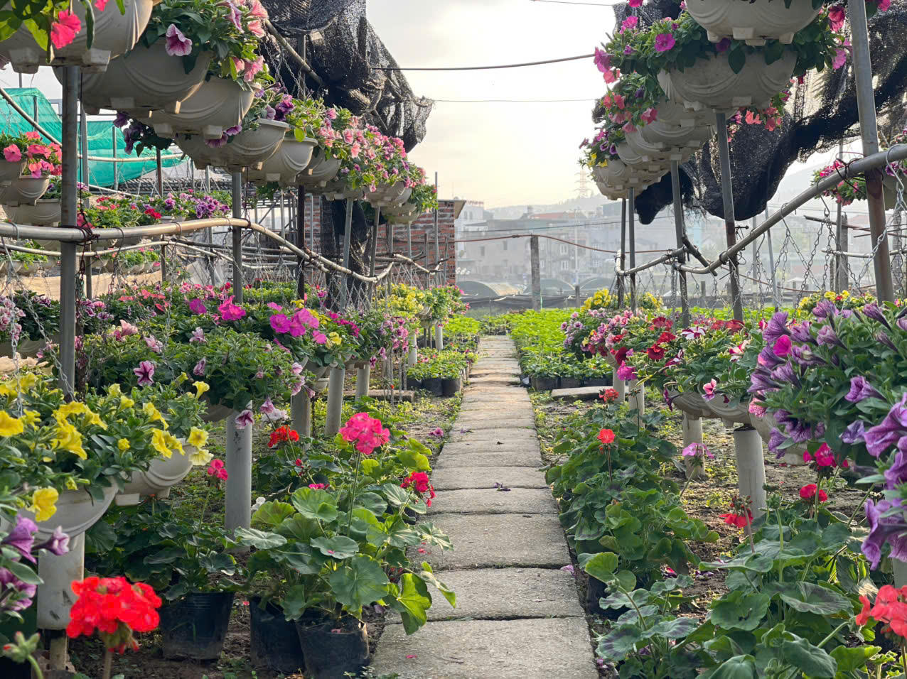 Đồng Chè (Hoành Bồ): Điểm đến của tín đồ yêu hoa tại Quảng Ninh