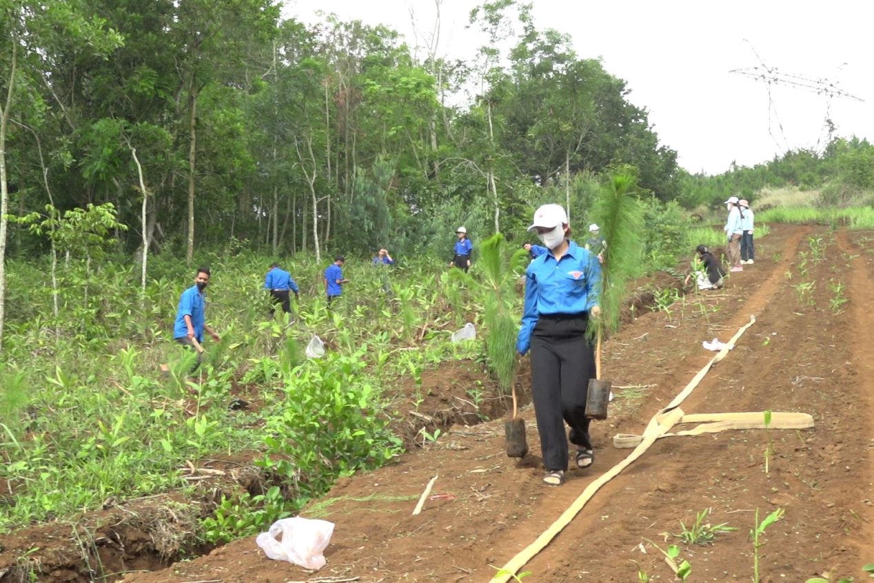 Đắk Lắk yêu cầu tổ chức phong trào “Tết trồng cây” thiết thực, tránh hình thức