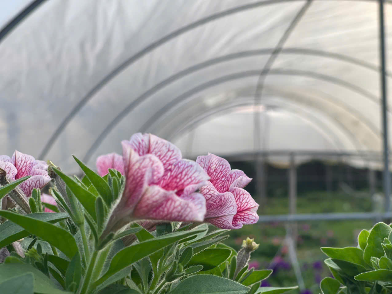 Quảng Ninh dành gần 130 tỷ đồng phát triển làng nghề truyền thống thành sản phẩm văn hóa, du lịch