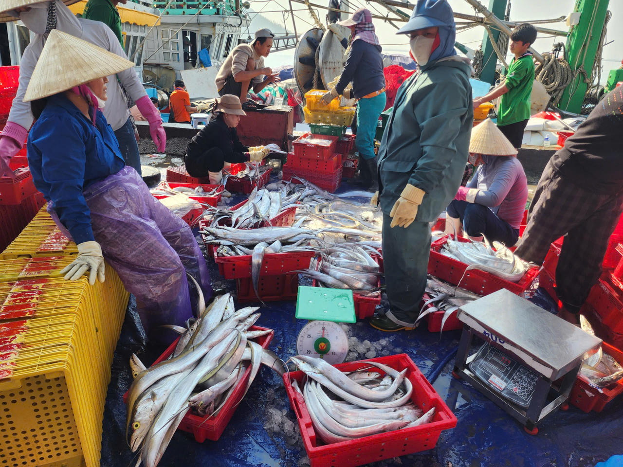 Chủ tàu đã liên hệ với thương lái quen biết tại tỉnh Hà Tĩnh và nhanh chóng cập cảng cá Cửa Sót để tiêu thụ.