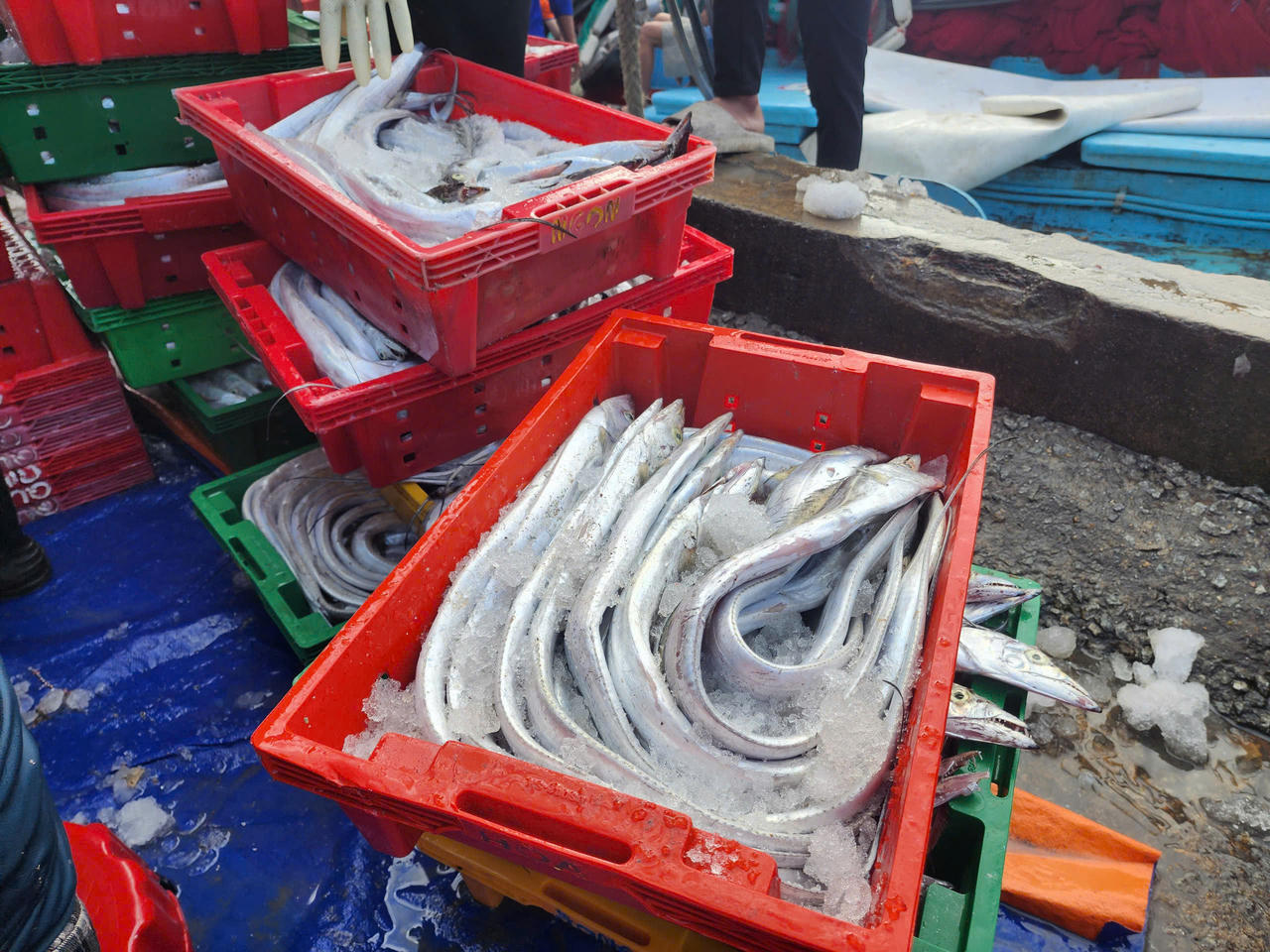 Thời điểm này giá cá hố dao động 60.000 - 120.000 đồng/kg, tùy kích thước. Chuyến hàng này của anh Trí xấp xỉ nửa tỷ đồng.