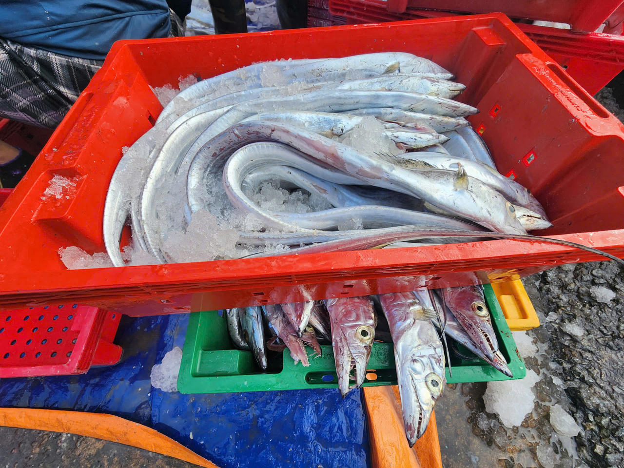 Theo anh Trí, từ đầu năm 2026 đến nay, đây là lần thứ hai tàu cá số hiệu BĐ 94725 TS trúng đậm cá hố với số lượng lớn, mang lại nguồn thu nhập khá cao.