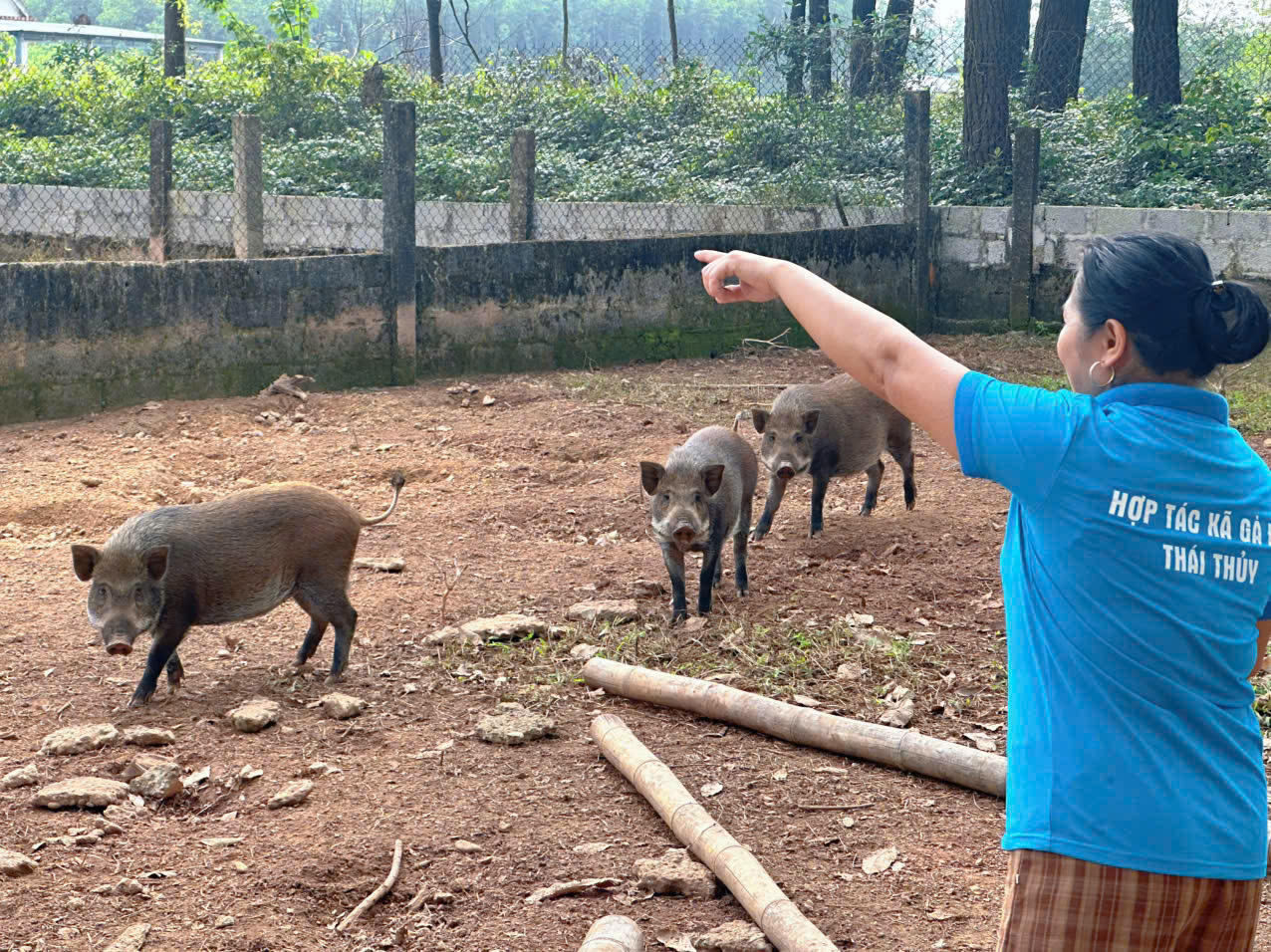 Mô hình phụ nữ liên kết phát triển kinh tế theo hướng tập thể tại Quảng Trị