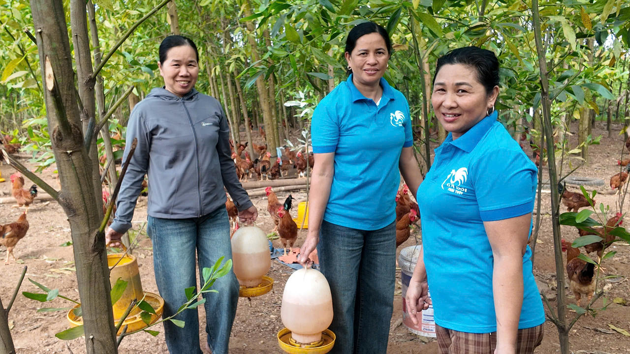 Mô hình phụ nữ liên kết phát triển kinh tế theo hướng tập thể tại Quảng Trị