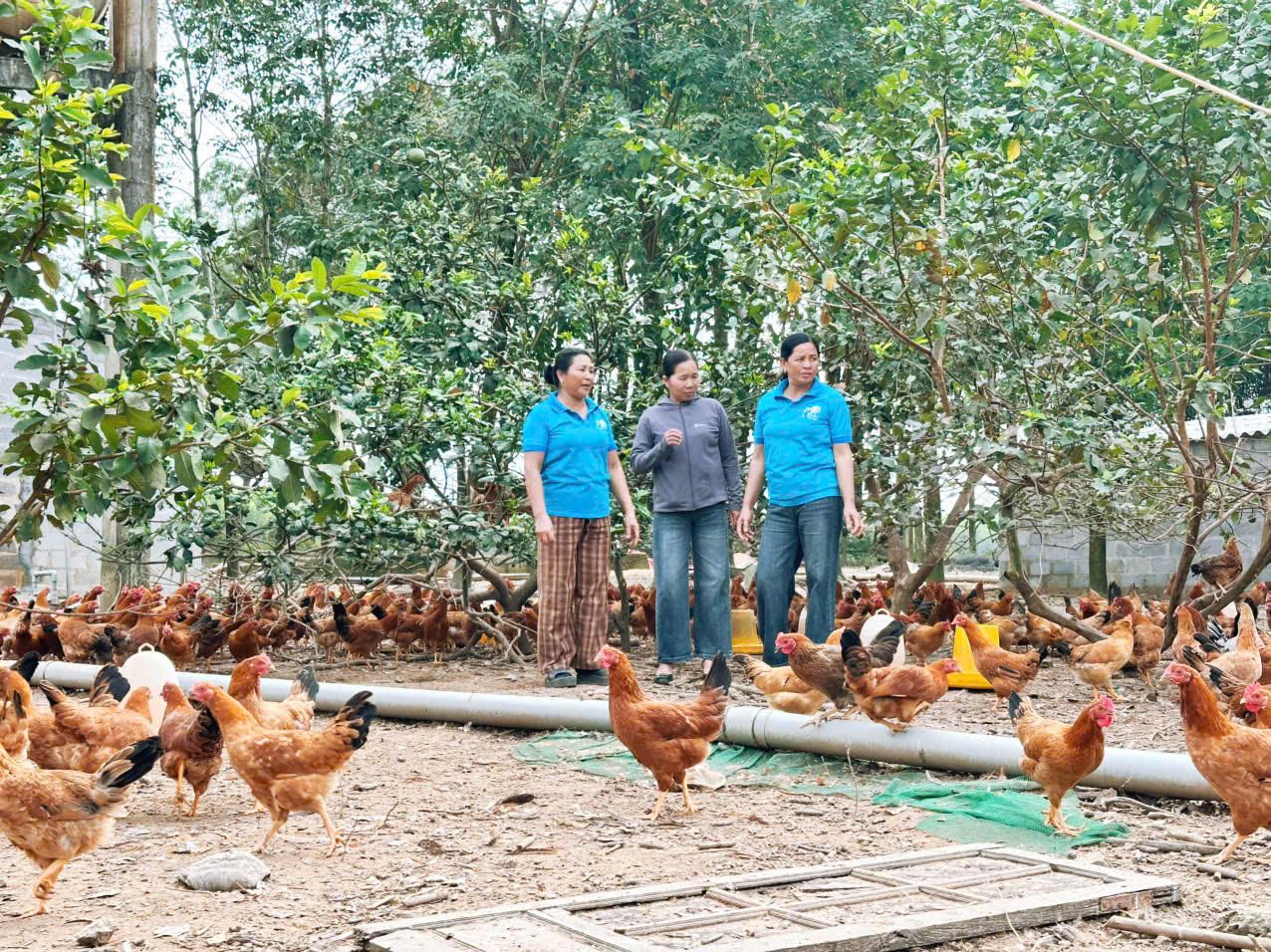 Mô hình phụ nữ liên kết phát triển kinh tế theo hướng tập thể tại Quảng Trị