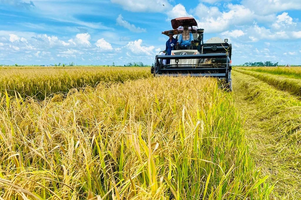 Bộ NN&MT thông tin về sản xuất lúa gạo năm 2026: Không tăng diện tích, tập trung nâng  cao năng suất và chất lượng