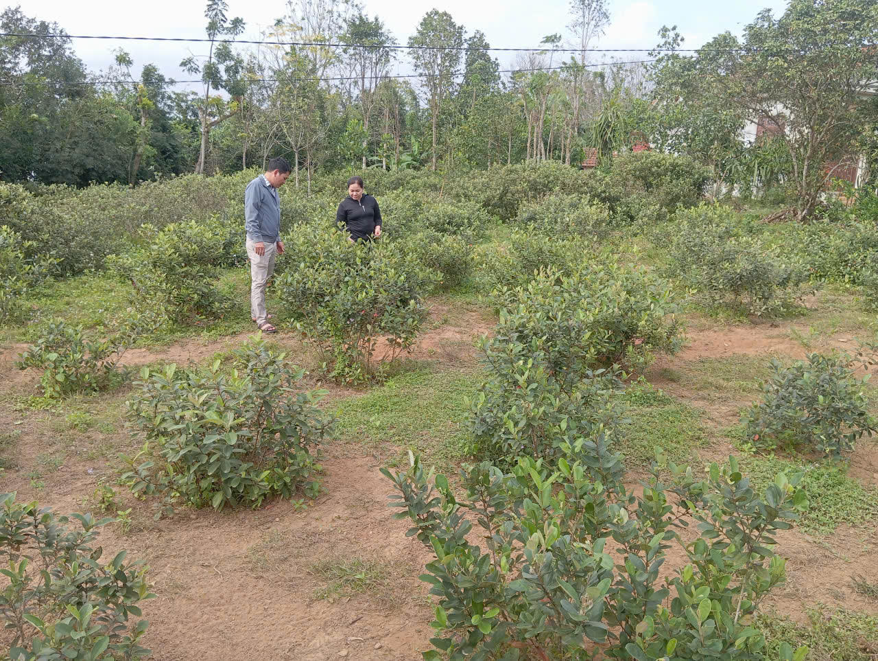 Chuyển đổi cơ cấu cây trồng giúp nhiều hộ dân Bắc Trạch ổn định sản xuất, nâng cao thu nhập.