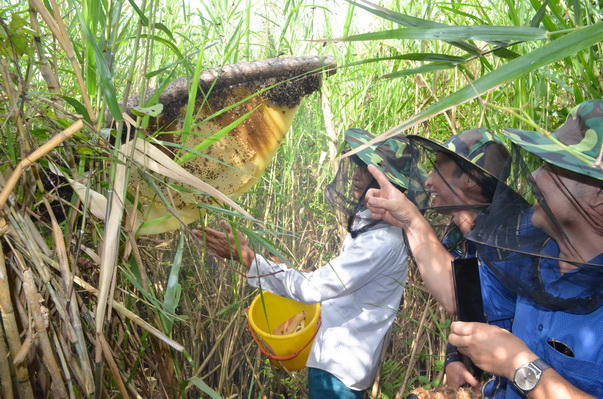 Rừng U Minh Hạ – hương mật, vị đất địa đầu cực Nam Tổ quốc