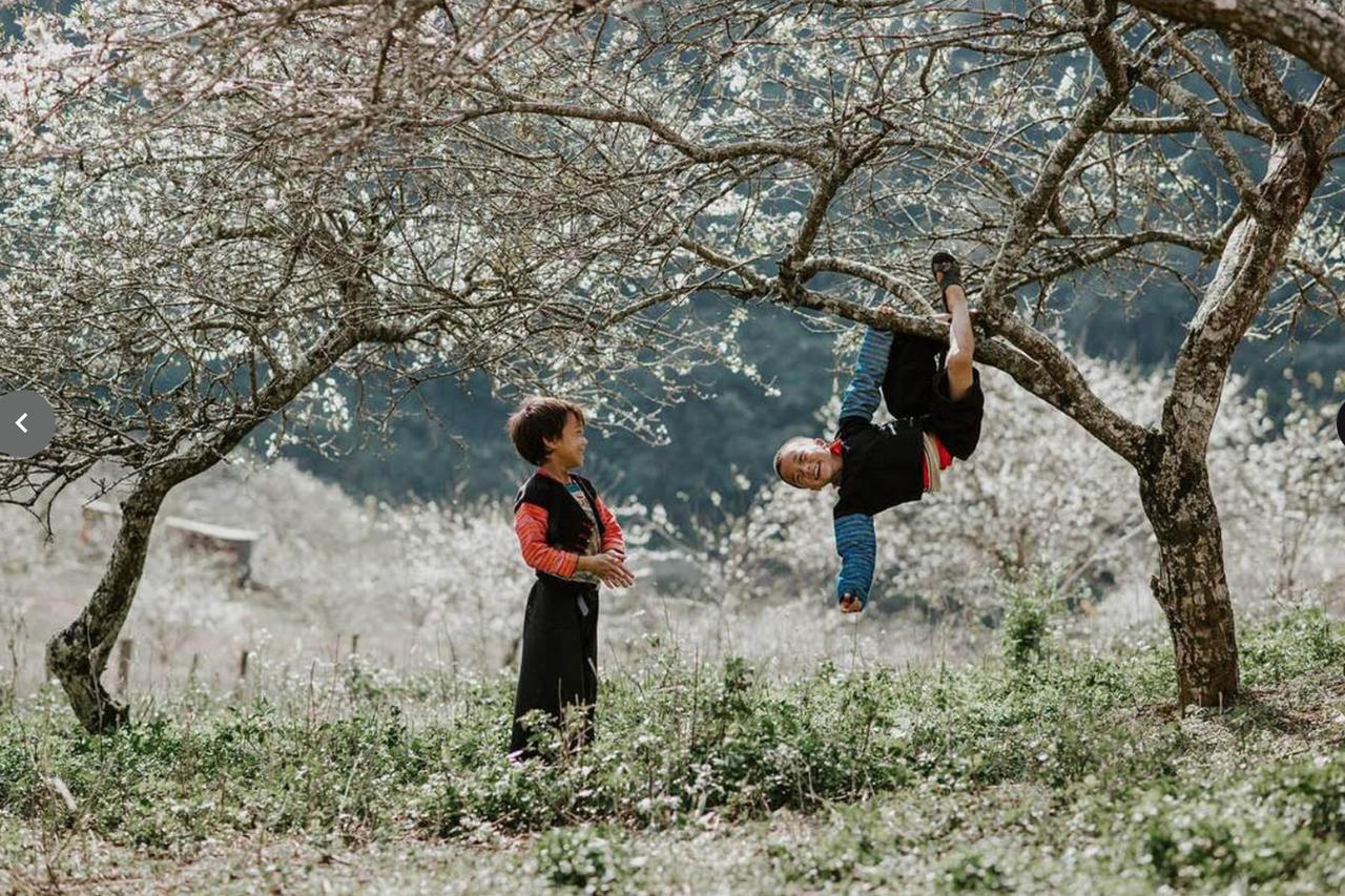 Hẹn mùa hoa xuân trên những rẻo cao miền Bắc