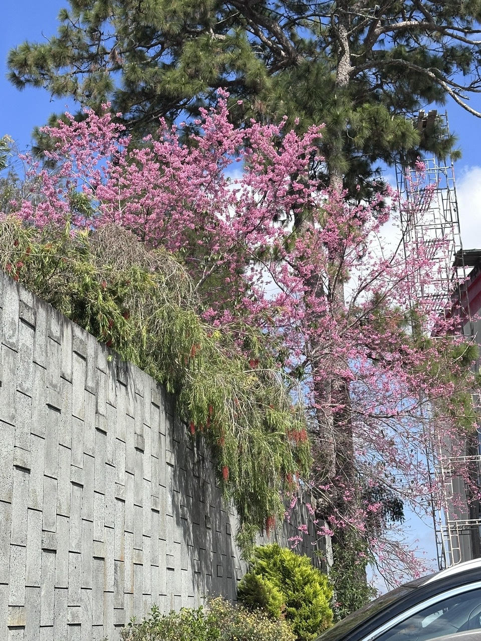 Mai anh đào “nhuộm hồng” phố núi, du khách nhộn nhịp check- in