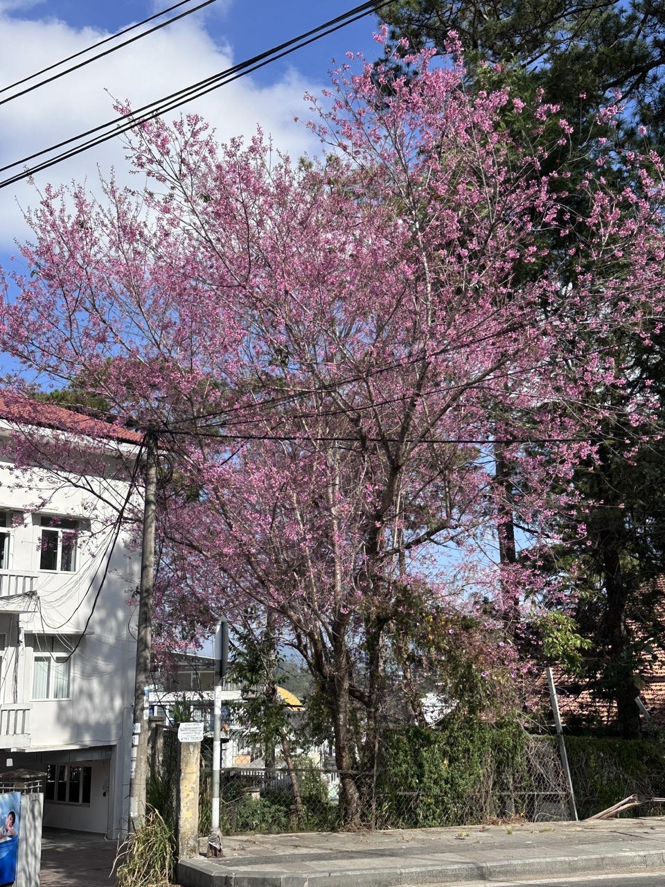 Mai anh đào “nhuộm hồng” phố núi, du khách nhộn nhịp check- in