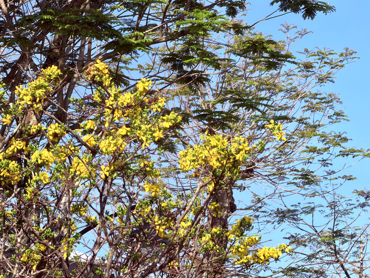 Hoàng mai Huế khoe sắc, báo hiệu xuân về trên cố đô