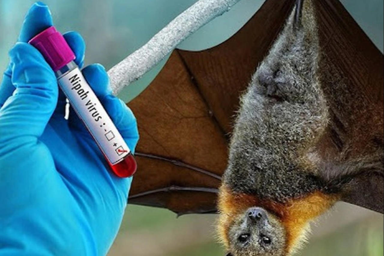 Phải chủ động ngăn chặn, sẵn sàng xử lý tình huống dịch bệnh do virus Nipah tại Hà Nội
